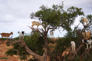 Argan Tree Climbing Goats Morocco 2