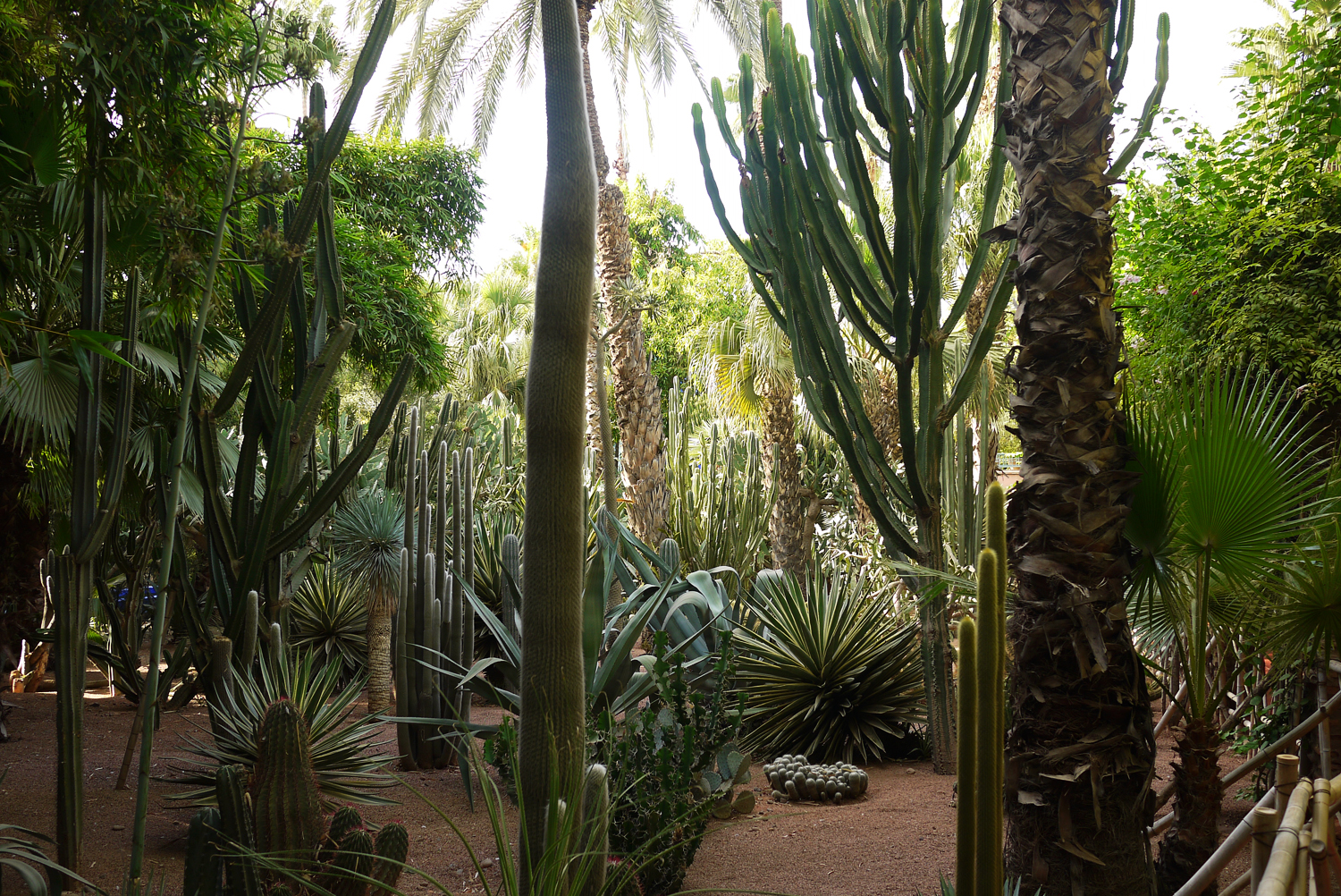 Marjorelle Cacti