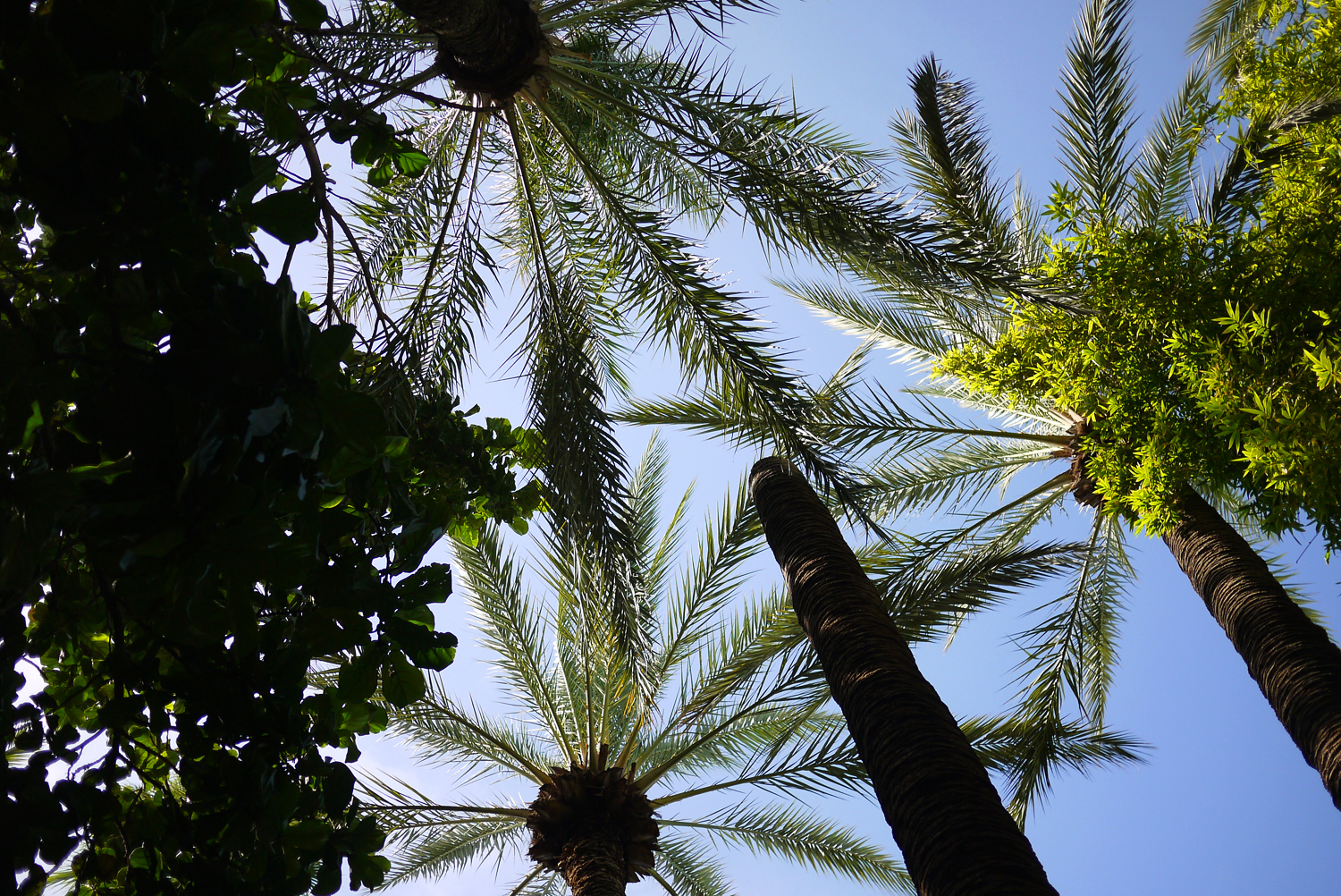 Marjorelle Garden Sky