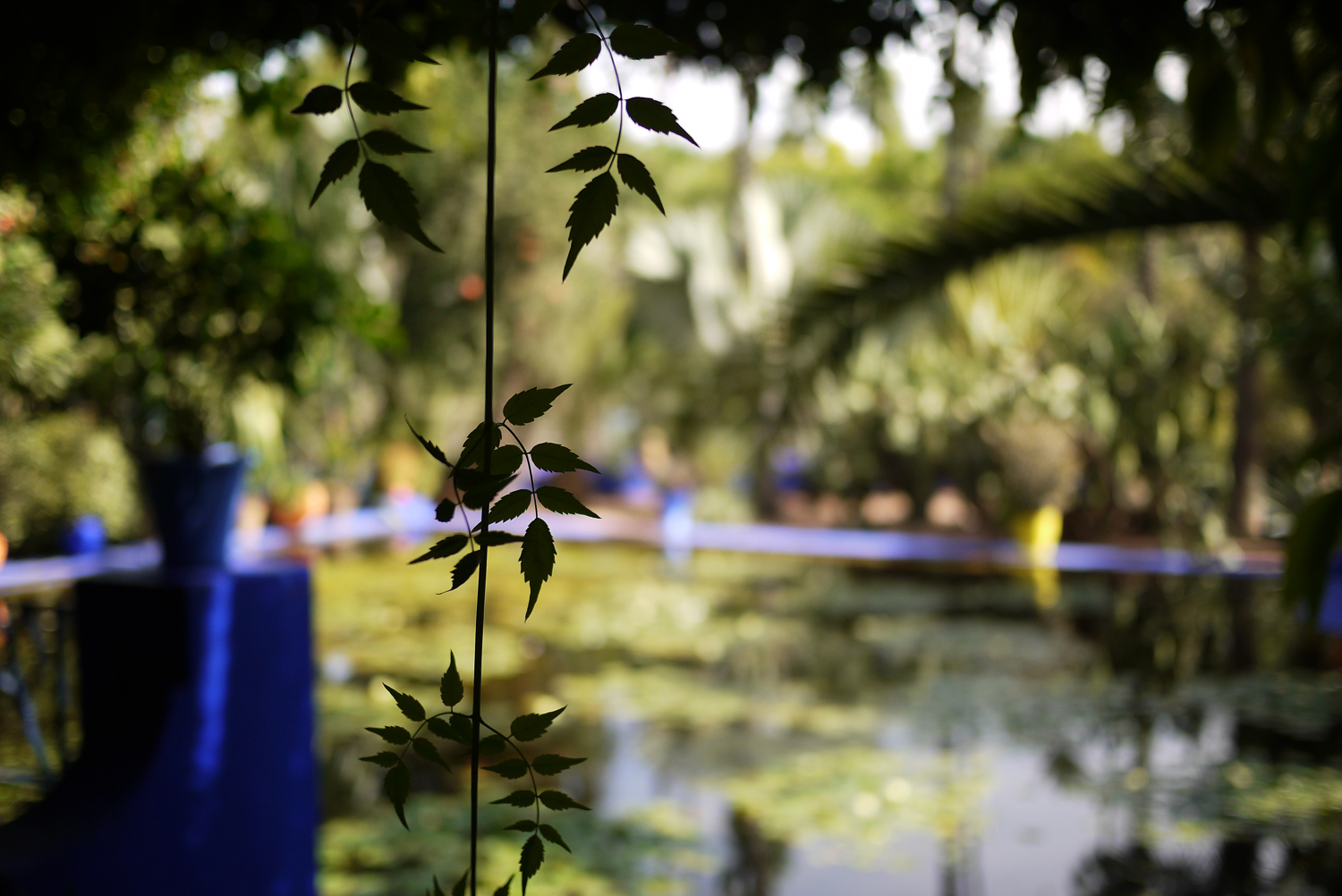 Marjorelle Lily pond 2