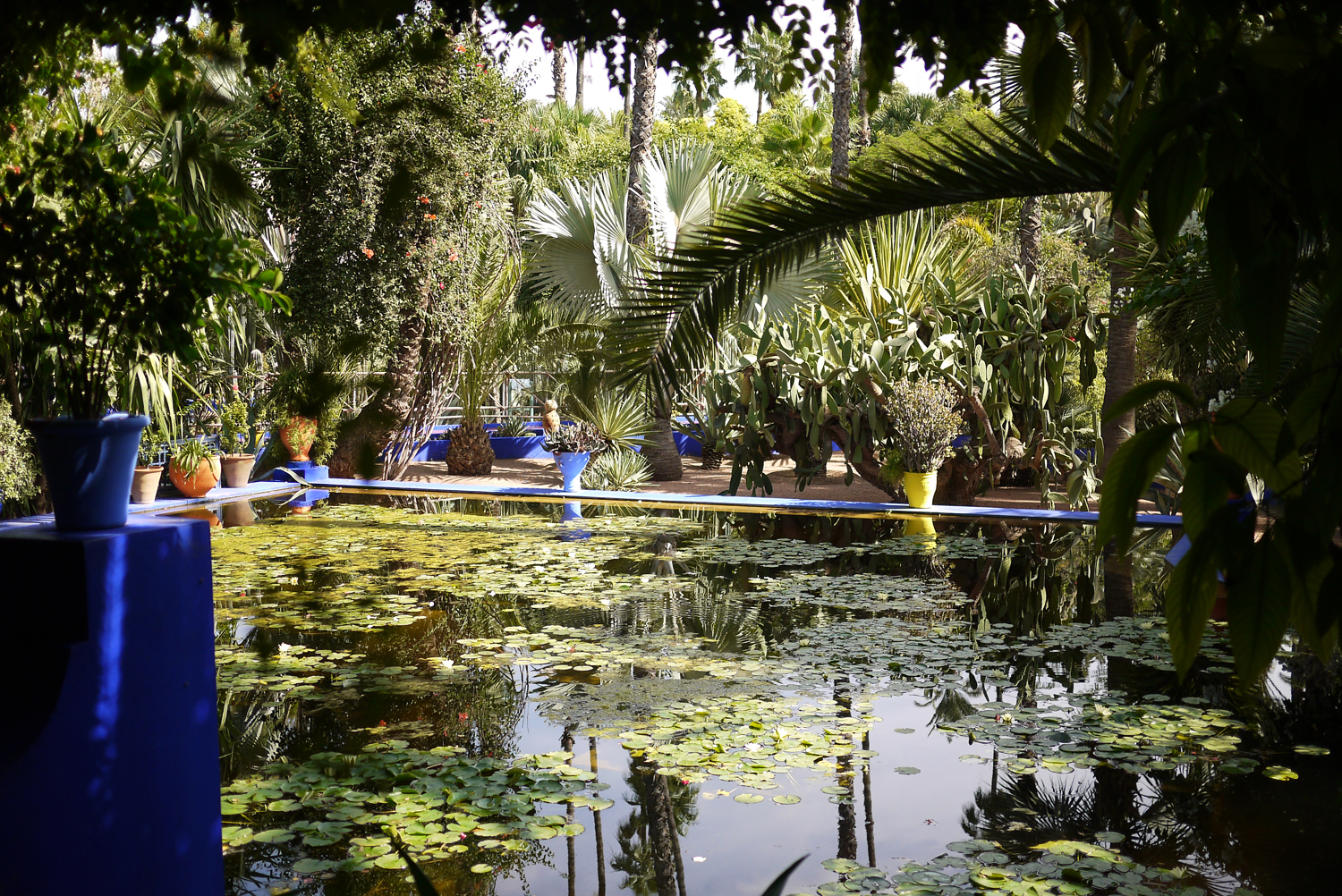 Marjorelle Lily pond