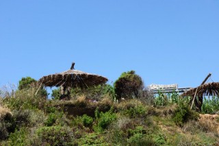 Safari Bar