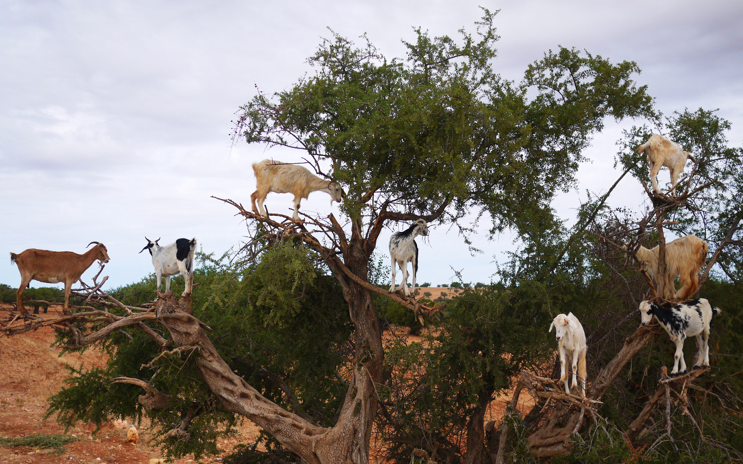 Argan Tree Goats Morocco