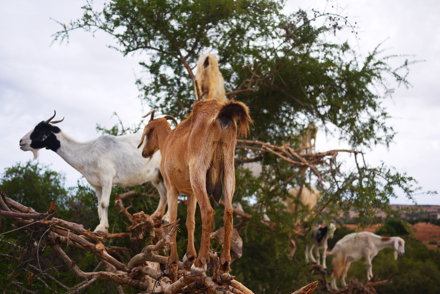 Argan Tree Goats Morocco 3