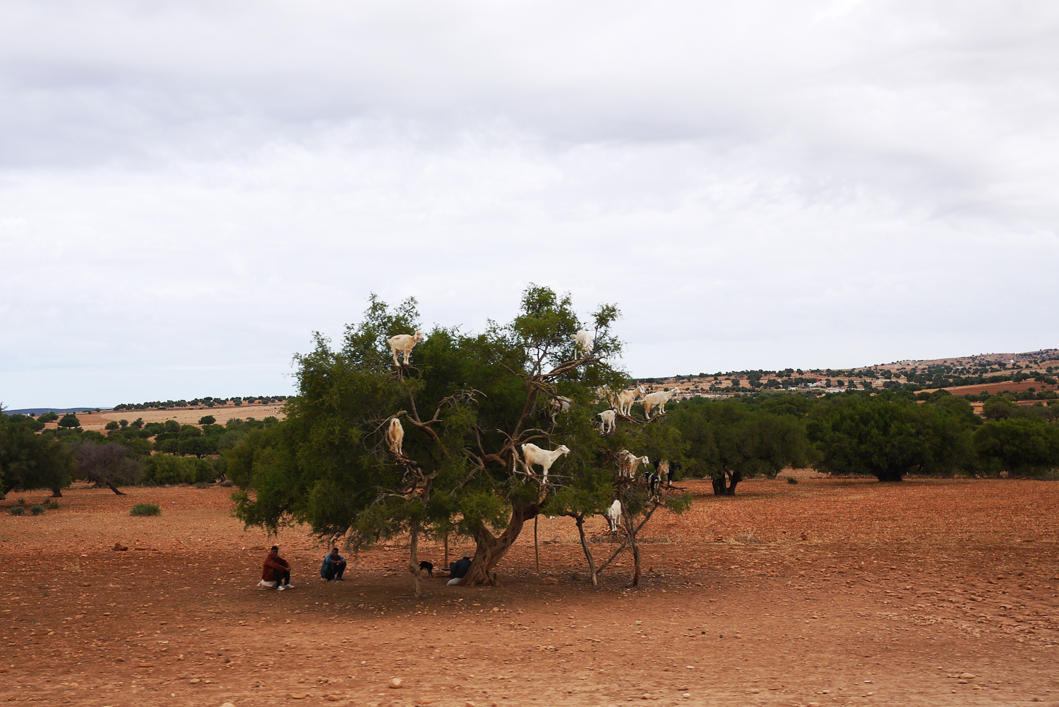 Argan Tree Goats Morocco distance