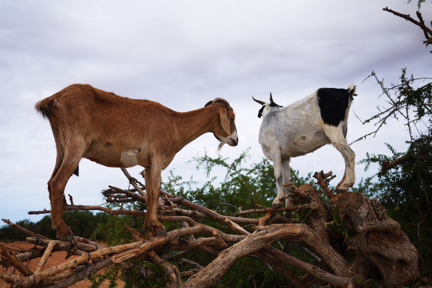 Tree Climbing Goats Morocco